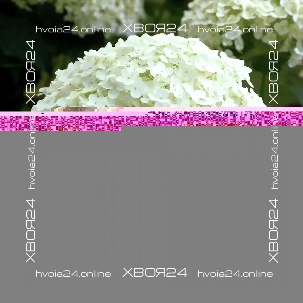  • ХВОЯ24