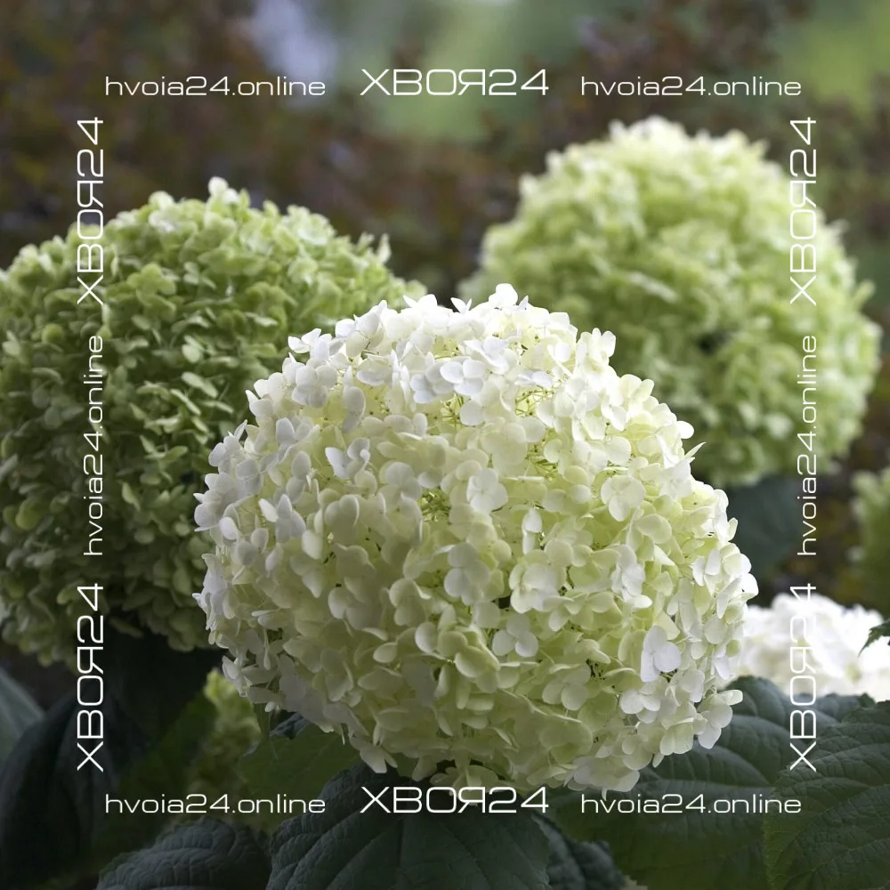  • ХВОЯ24