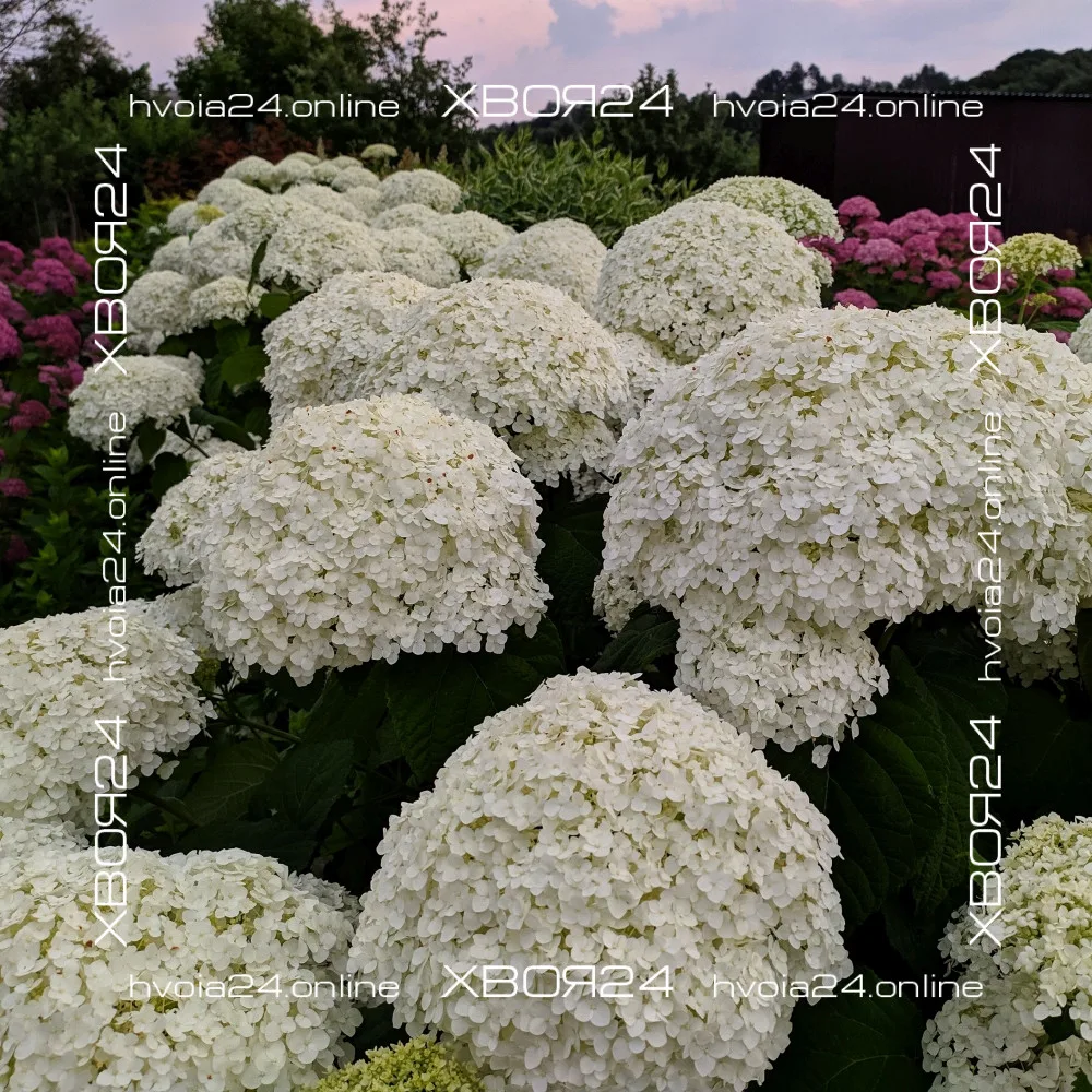  • ХВОЯ24