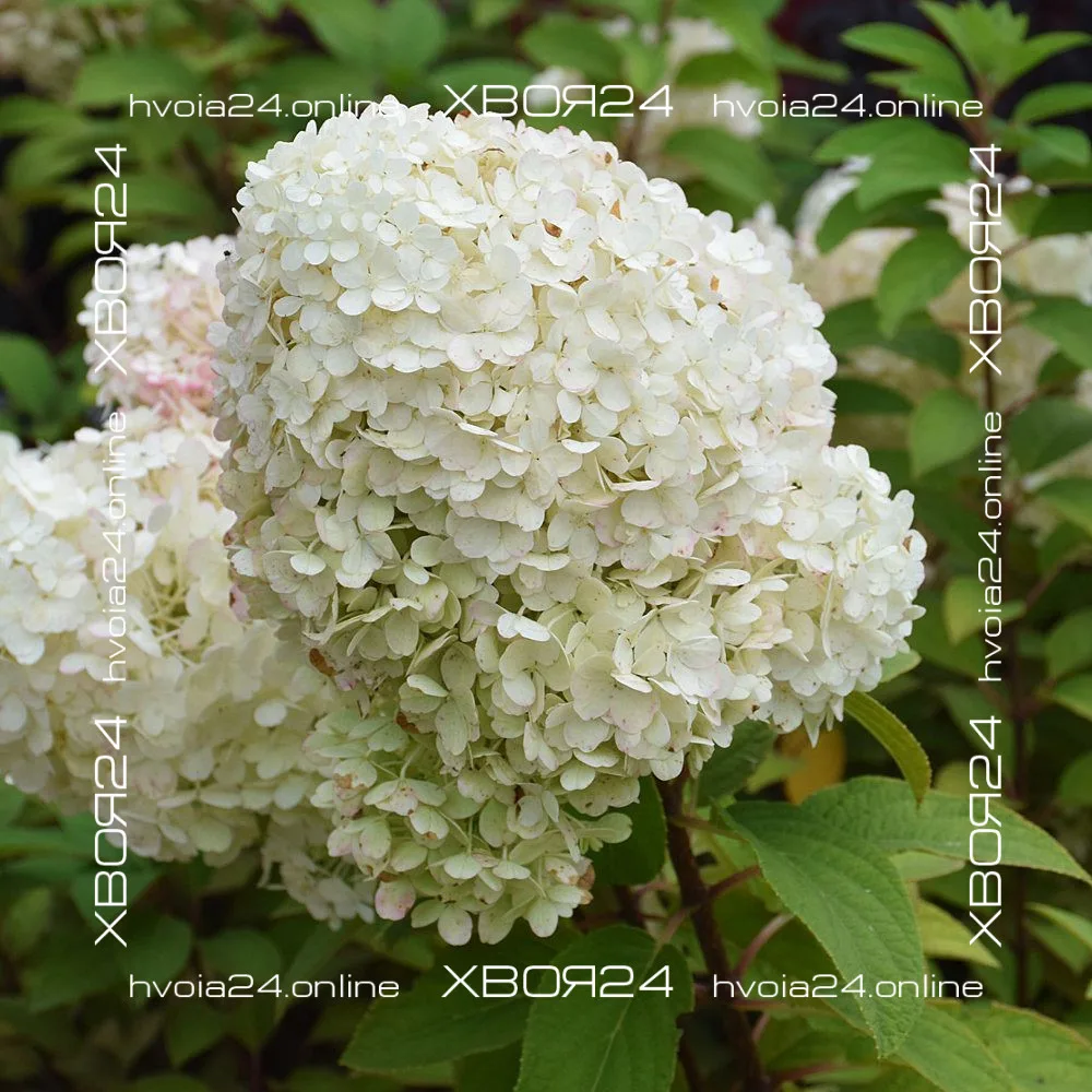  • ХВОЯ24
