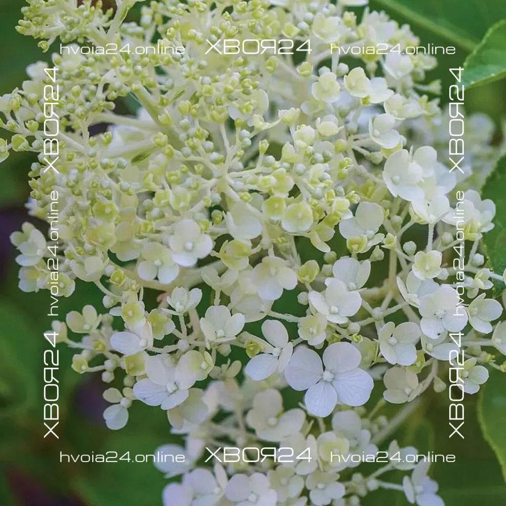  • ХВОЯ24