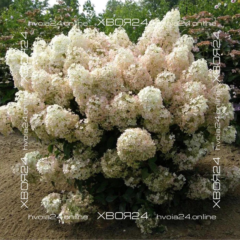 • ХВОЯ24