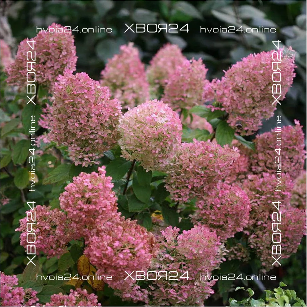  • ХВОЯ24