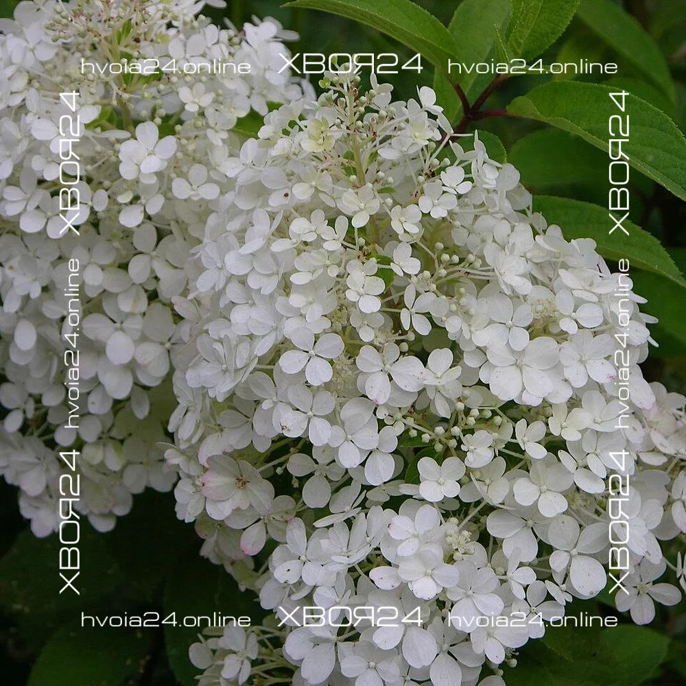  • ХВОЯ24