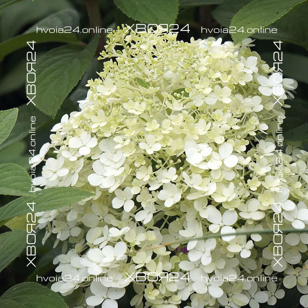  • ХВОЯ24