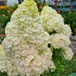  • ХВОЯ24