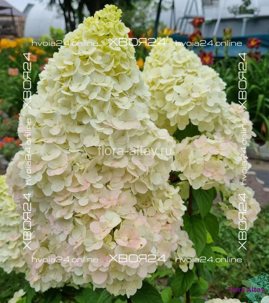  • ХВОЯ24
