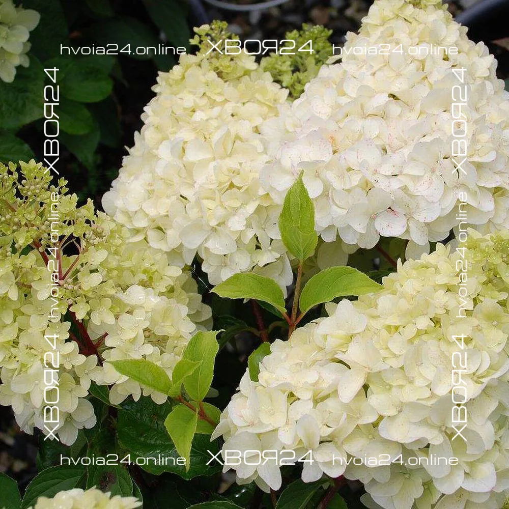  • ХВОЯ24