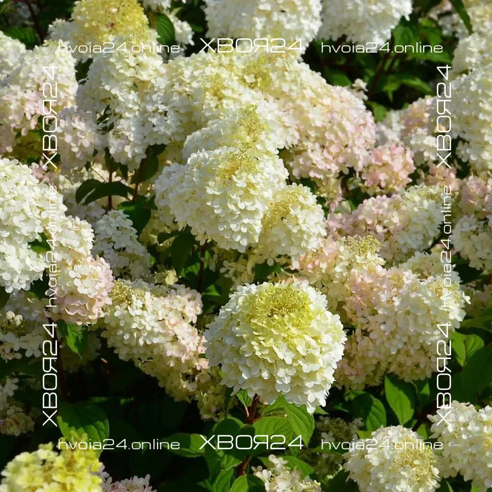  • ХВОЯ24