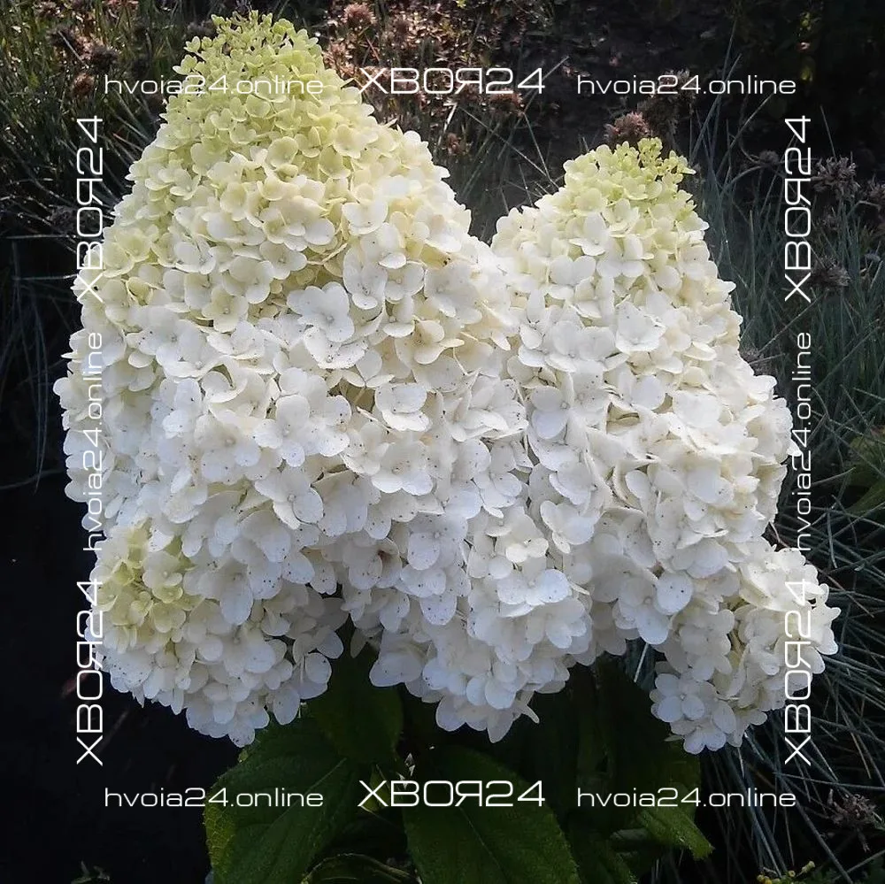  • ХВОЯ24