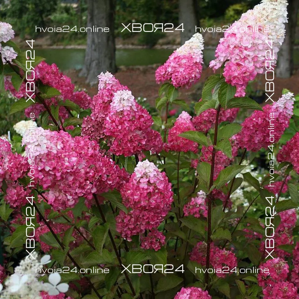  • ХВОЯ24