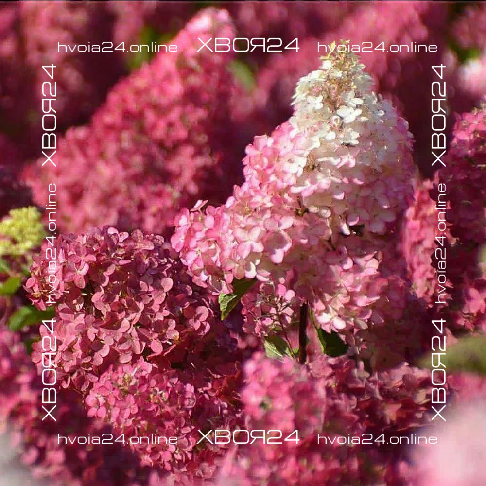  • ХВОЯ24