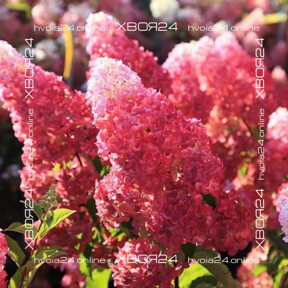  • ХВОЯ24