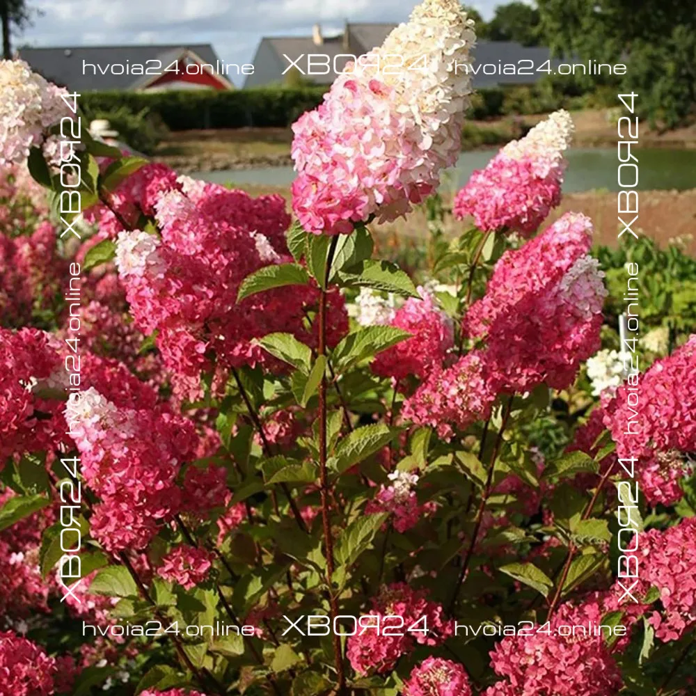  • ХВОЯ24