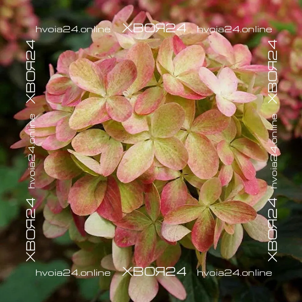  • ХВОЯ24