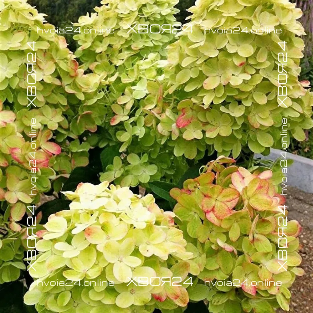  • ХВОЯ24