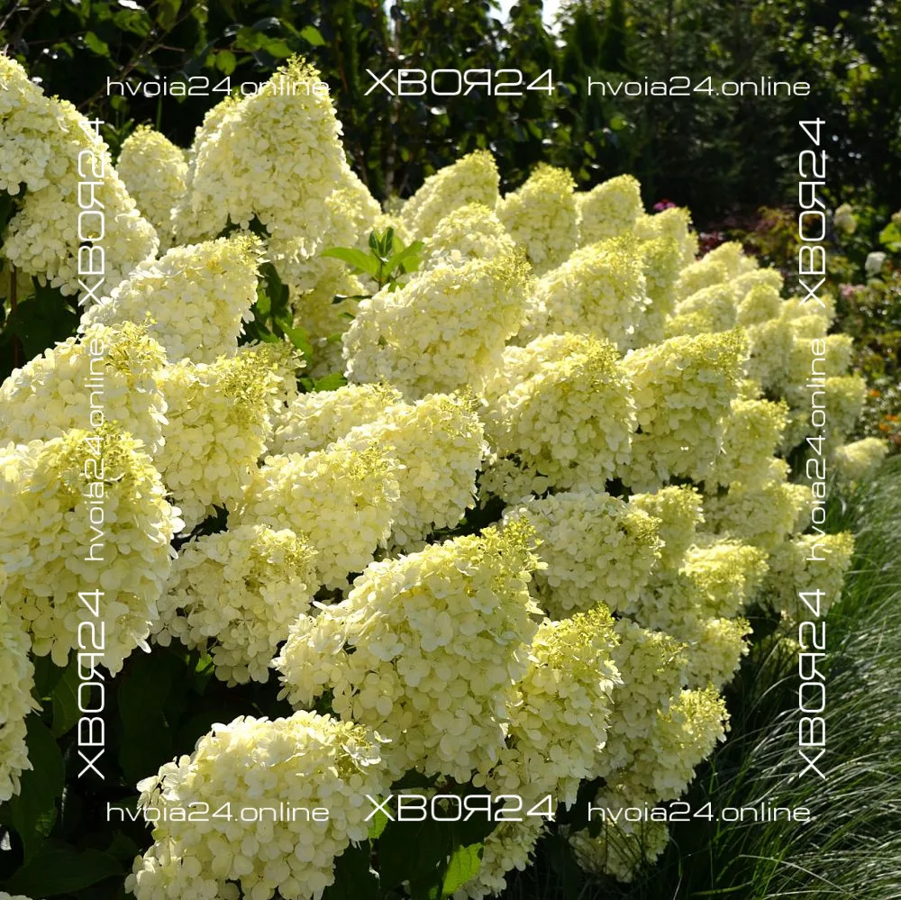  • ХВОЯ24