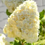  • ХВОЯ24
