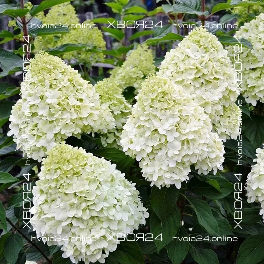  • ХВОЯ24
