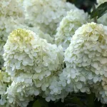  • ХВОЯ24