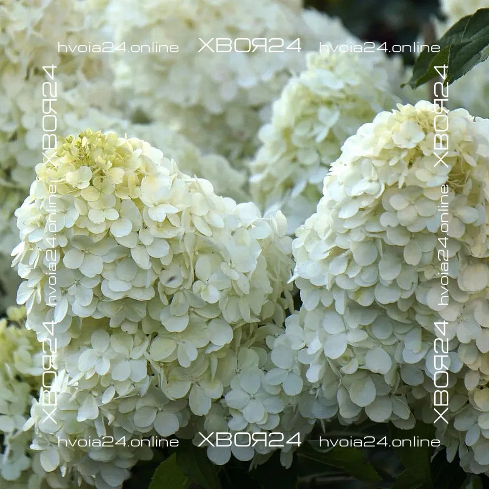  • ХВОЯ24
