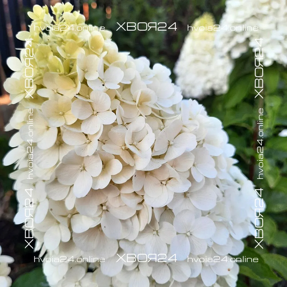  • ХВОЯ24