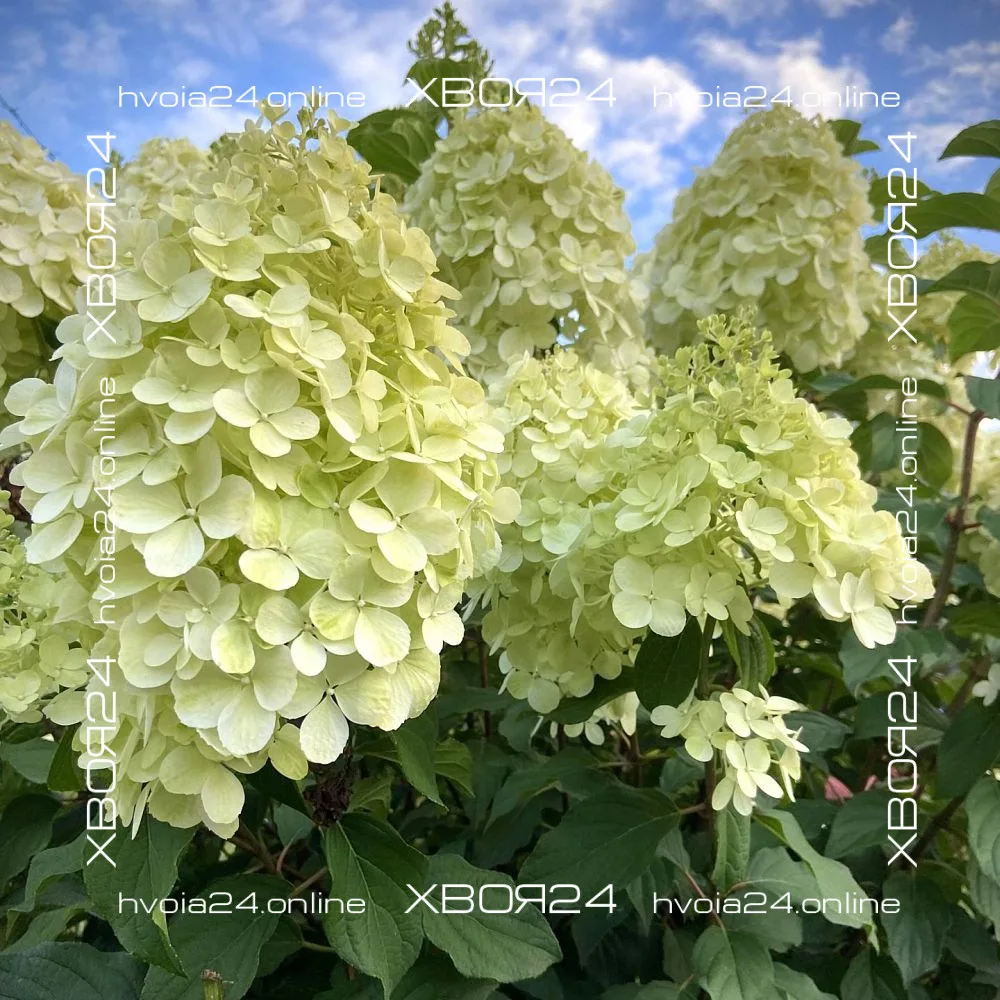  • ХВОЯ24