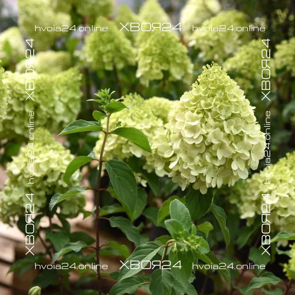  • ХВОЯ24