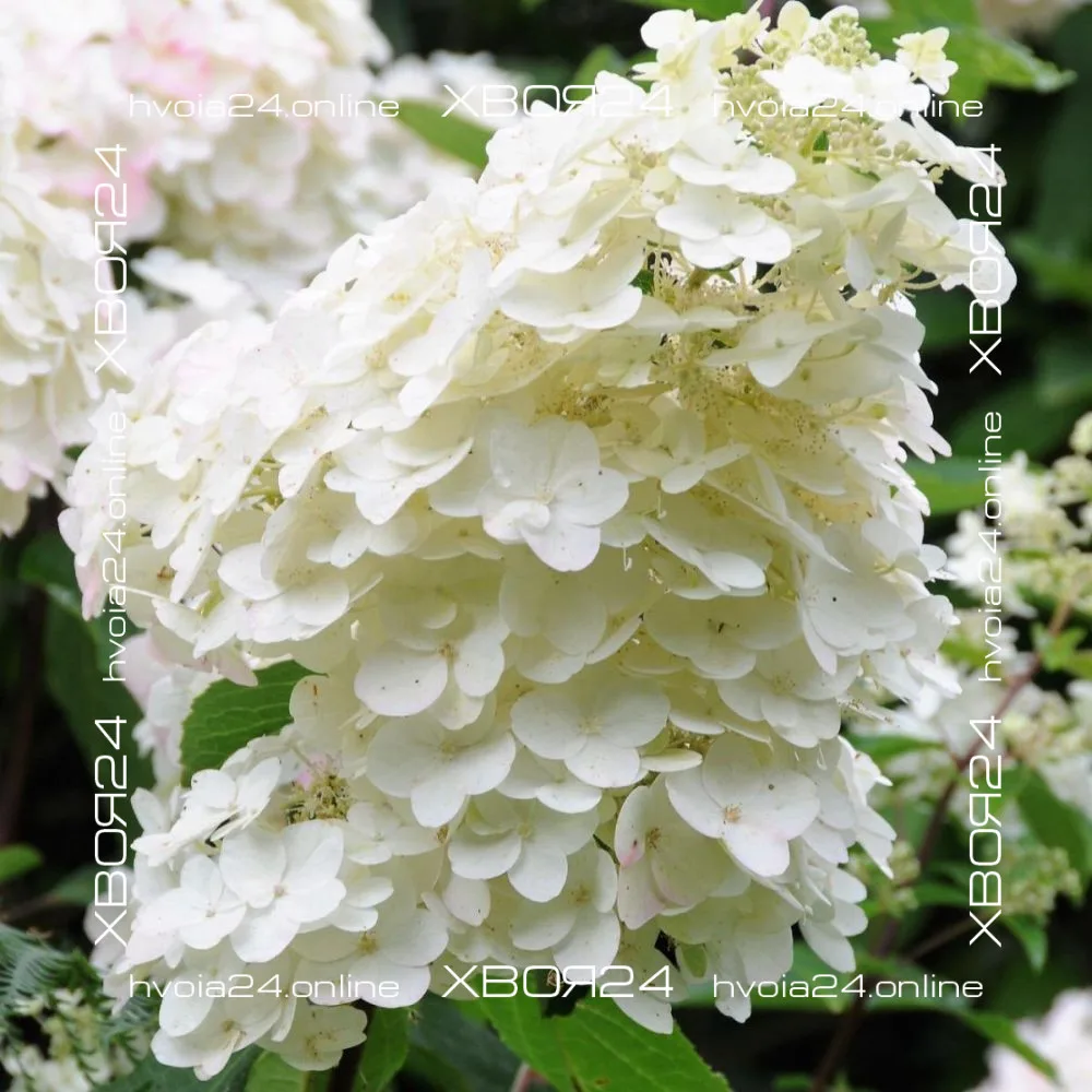  • ХВОЯ24