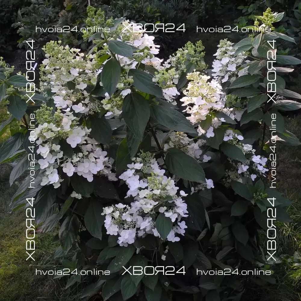  • ХВОЯ24