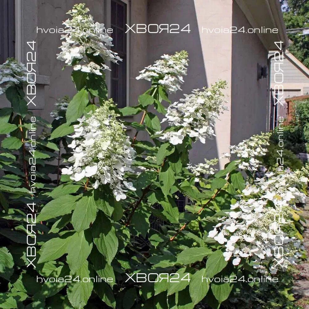  • ХВОЯ24