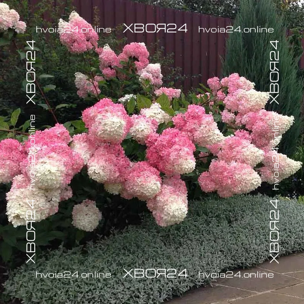  • ХВОЯ24
