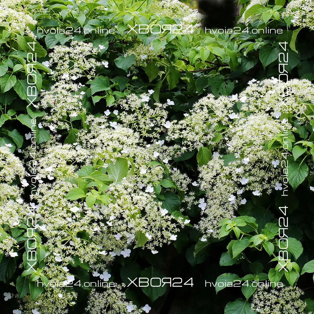  • ХВОЯ24