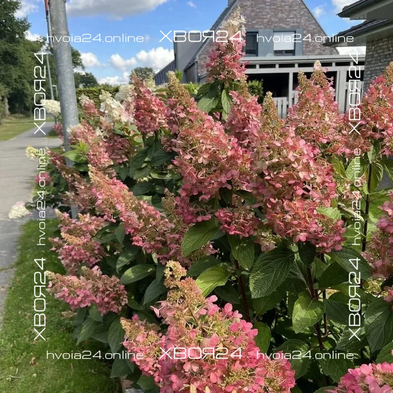  • ХВОЯ24