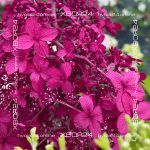 Гортензия метельчатая Вимс Ред — изображение 5