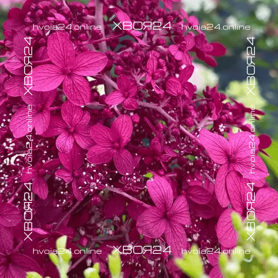  • ХВОЯ24