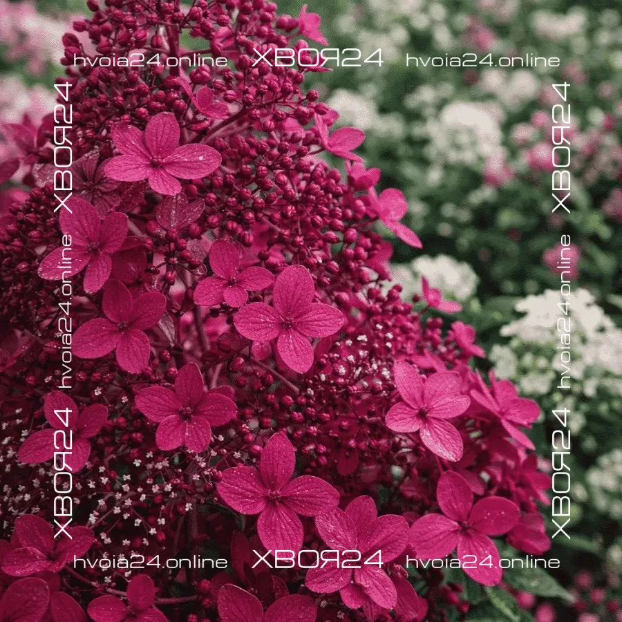  • ХВОЯ24