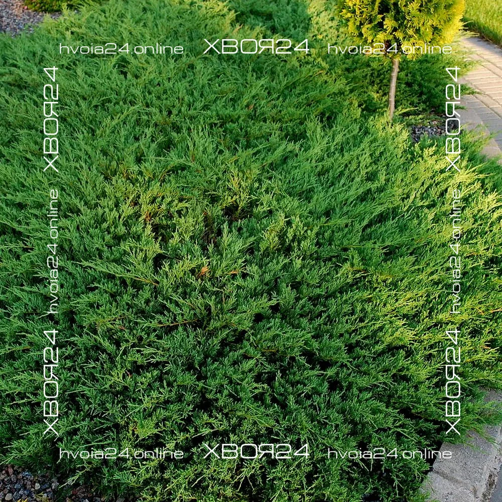  • ХВОЯ24