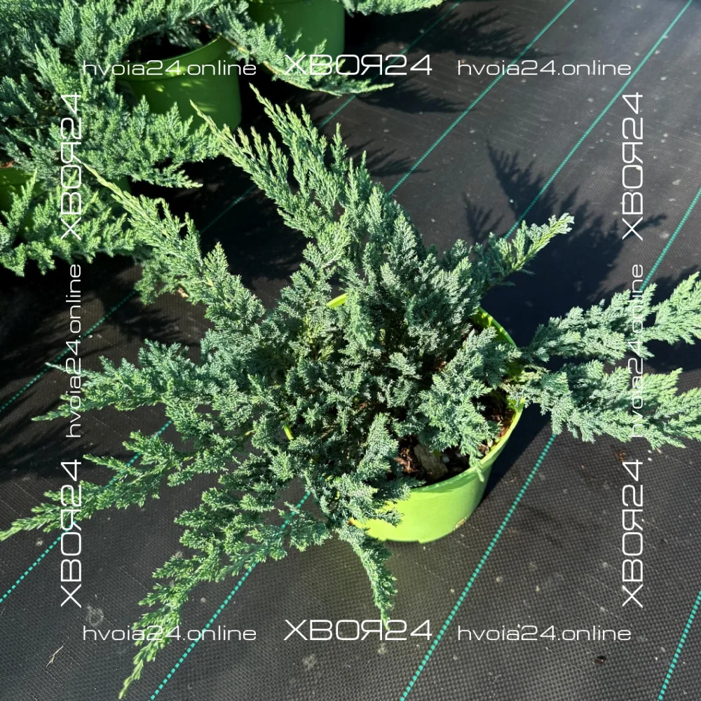  • ХВОЯ24