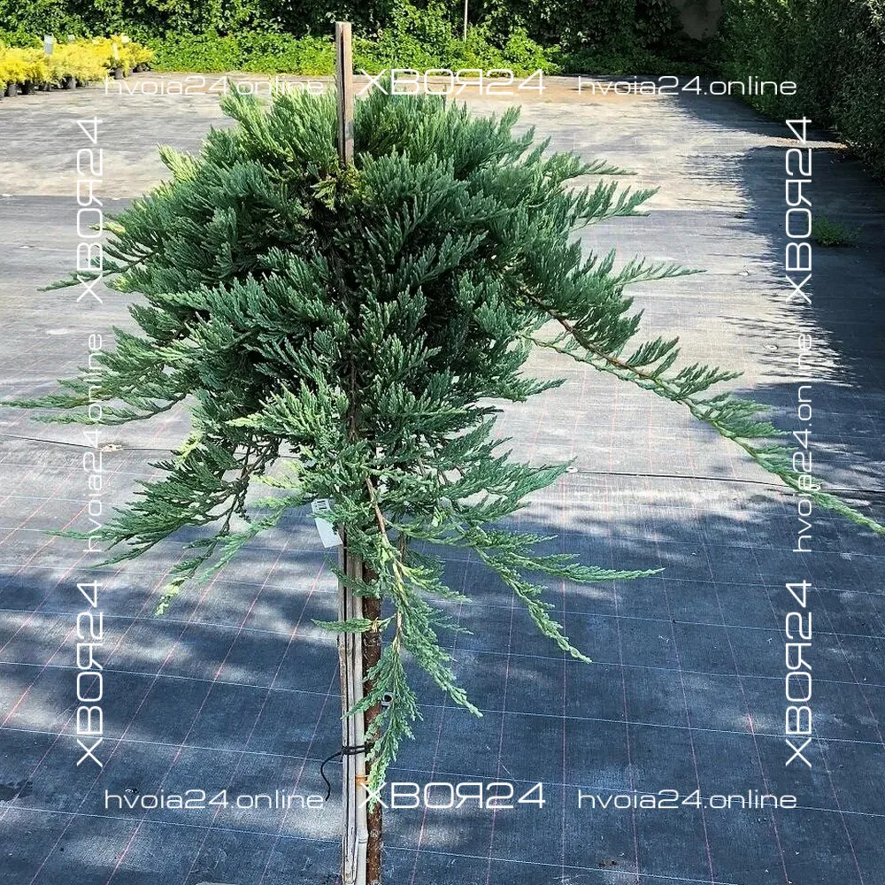  • ХВОЯ24