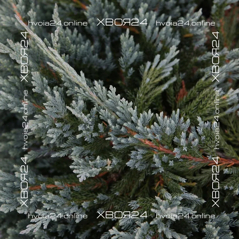  • ХВОЯ24