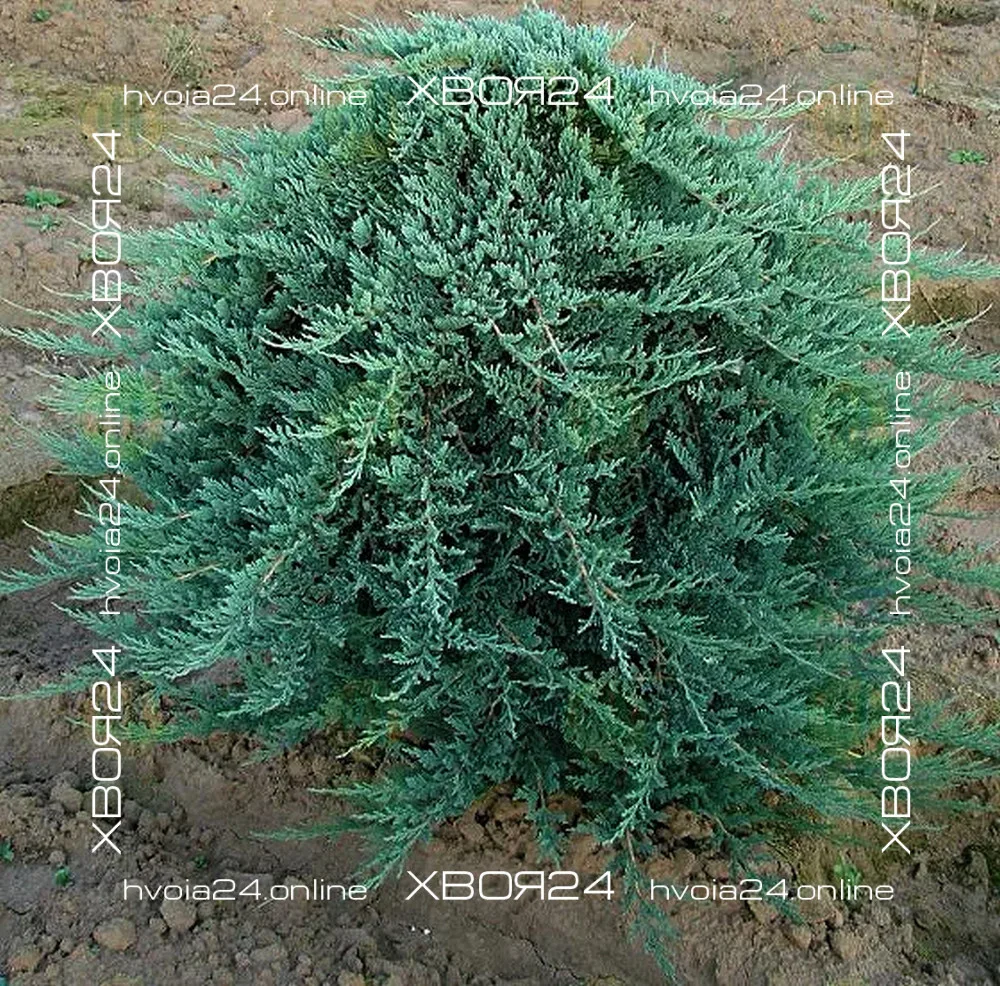 • ХВОЯ24
