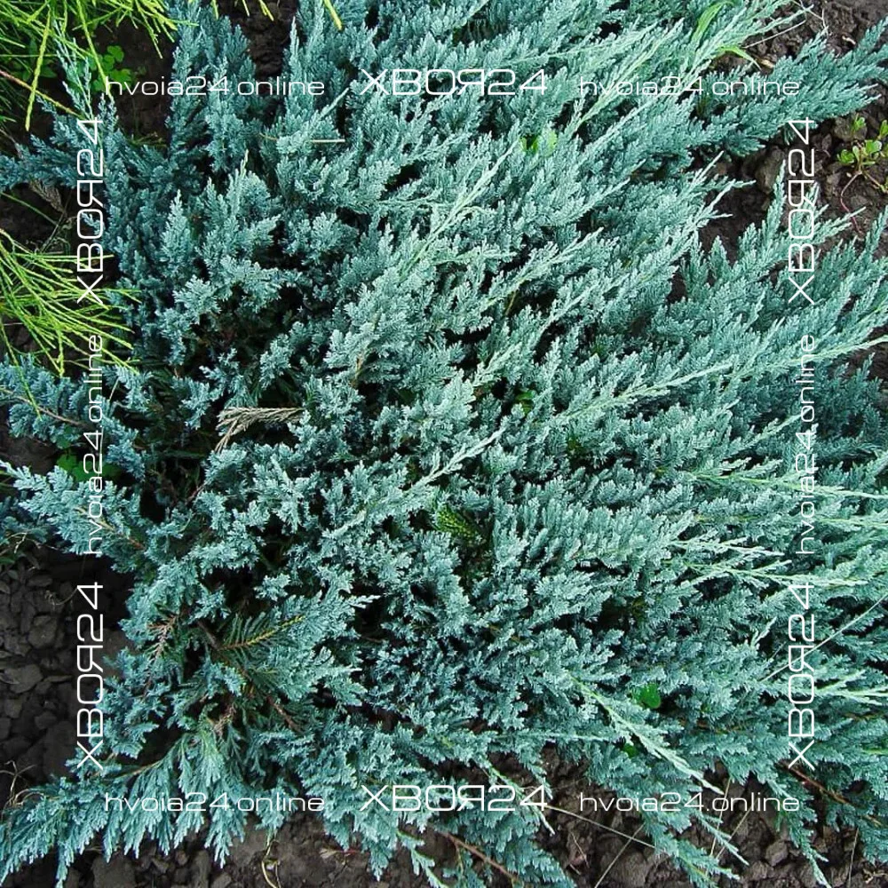  • ХВОЯ24