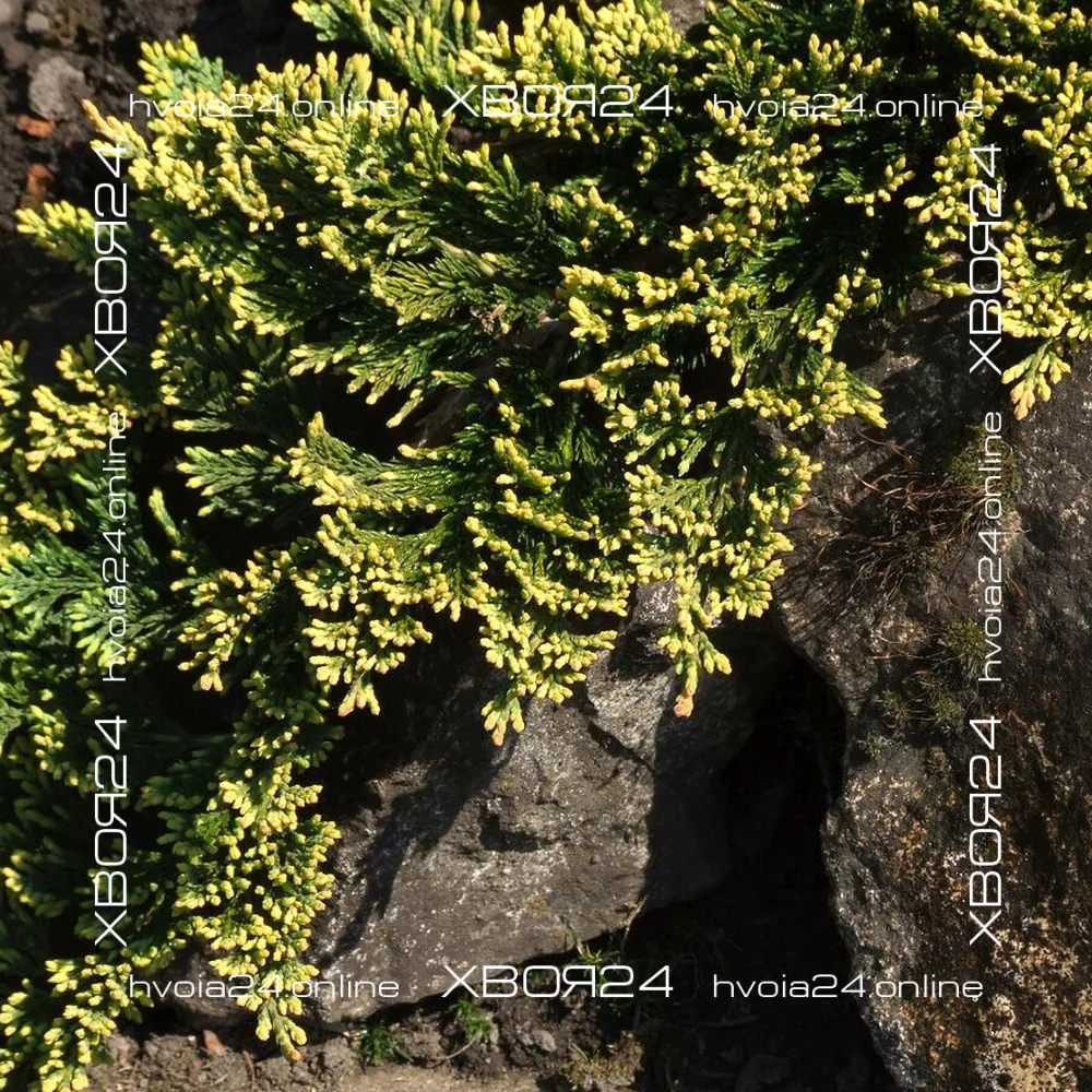  • ХВОЯ24