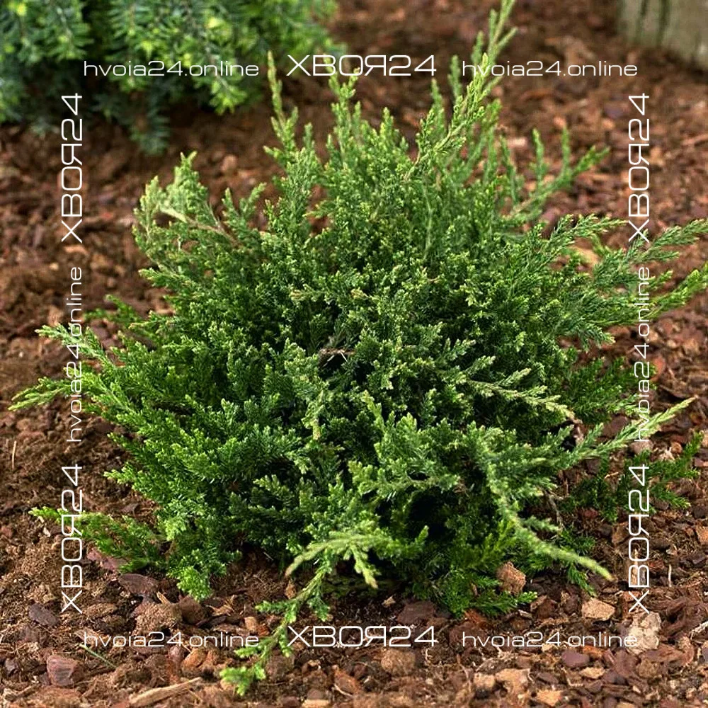  • ХВОЯ24