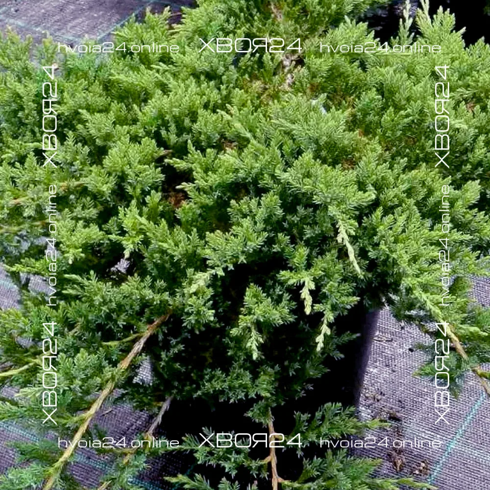  • ХВОЯ24