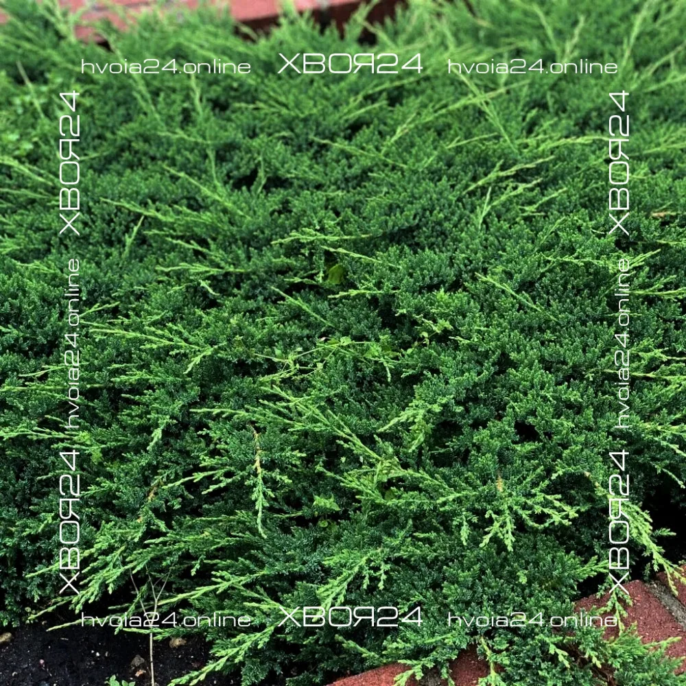  • ХВОЯ24