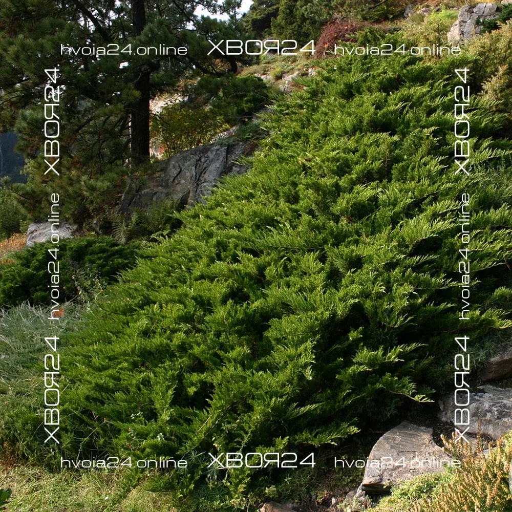 • ХВОЯ24