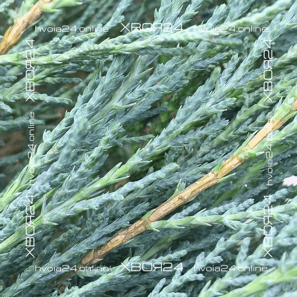  • ХВОЯ24