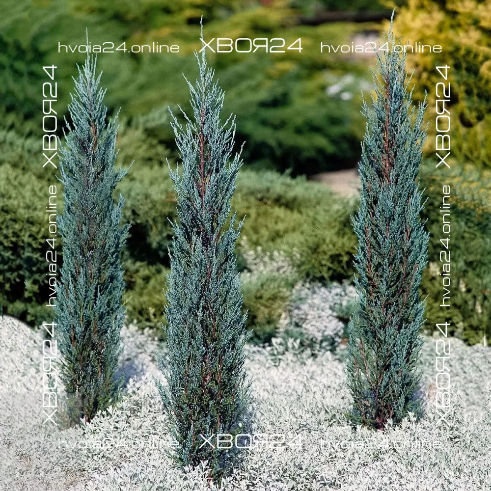  • ХВОЯ24